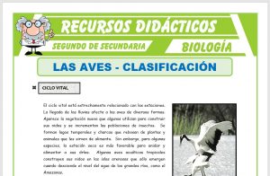 Ficha de Clasificación de las Aves para Segundo de Secundaria
