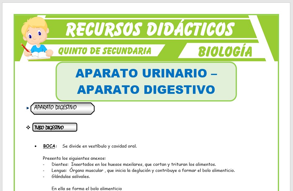 Ficha de El Aparato Digestivo y Urinario para Quinto de Secundaria