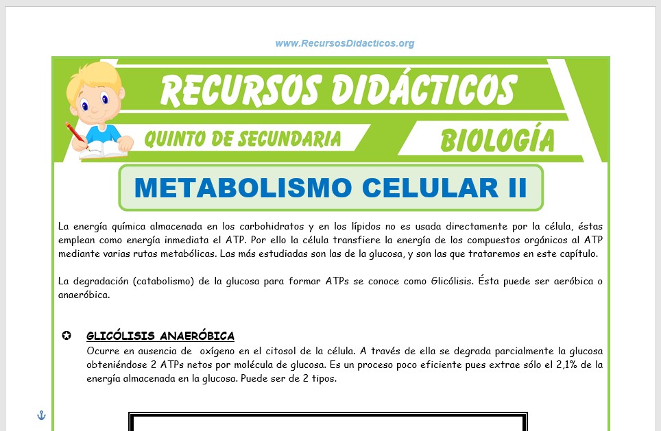 Ficha de El Metabolismo Celular 2 para Quinto de Secundaria