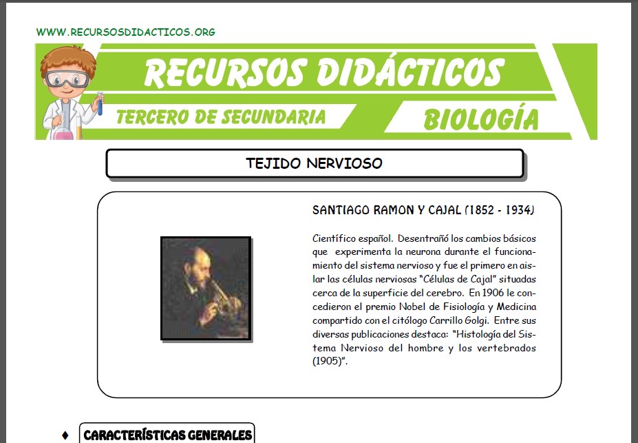 Ficha de El Tejido Nervioso para Tercero de Secundaria Ficha de El Tejido Nervioso para Tercero de Secundaria