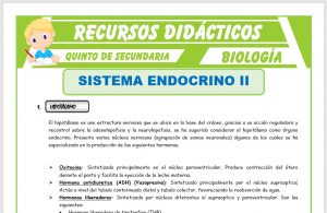 Ficha de El sistema Endocrino para Quinto de Secundaria