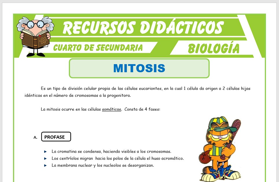Ficha de La Mitosis para Cuarto de Secundaria