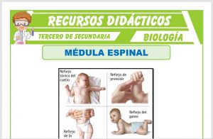 Ficha de La Médula Espinal para Tercero de Secundaria