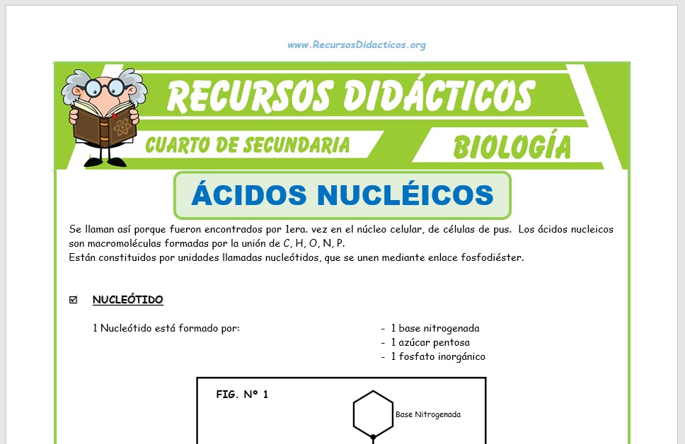 Ficha de Los Ácidos Nucleicos para Cuarto de Secundaria