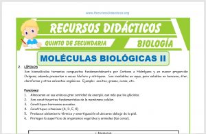 Ficha de Moléculas Biológicas 2 para Quinto de Secundaria