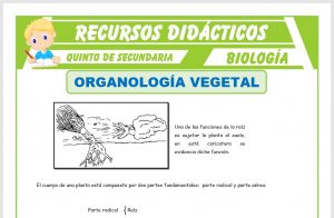 Ficha de Organología Vegetal para Quinto de Secundaria