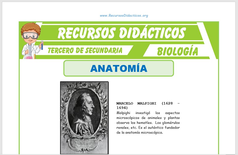 Ficha de Que Estudia la Anatomía para Tercero de Secundaria